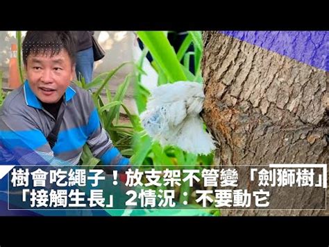 劍獅會放置在哪些地方|安平劍獅 